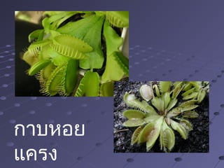 กาบหอย
แครง
 