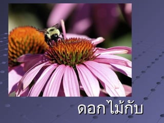 ดอกไม้กับดอกไม้กับ
 