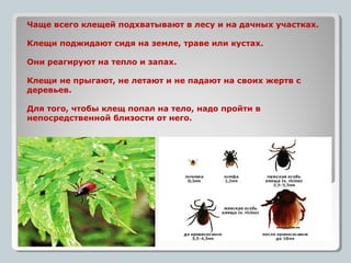 клещи | PPT | Free Download