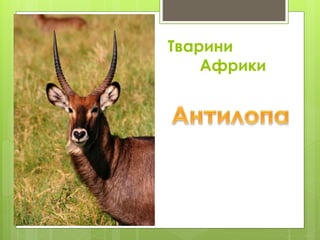 Тварини
Африки
 