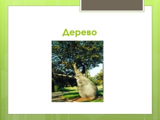 Дерево
 