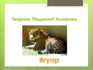 Тварини Південної Америки
 