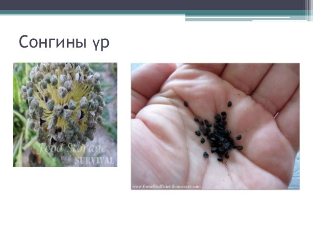 Сонгино