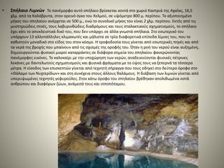 • Σπήλαιο Λιμνών Το πανέμορφο αυτό σπήλαιο βρίσκεται κοντά στο χωριό Καστριά της Αχαΐας, 16,5
χλμ. από τα Καλάβρυτα, στον ορεινό όγκο του Χελμού, σε υψόμετρο 800 μ. περίπου. Το αξιοποιημένο
μήκος του σπηλαίου ανέρχεται σε 500 μ., ενώ το συνολικό μήκος του είναι 2 χλμ. περίπου. Εκτός από τις
μυστηριώδεις στοές, τους λαβυρινθώδεις διαδρόμους και τους σταλακτικούς σχηματισμούς, το σπήλαιο
έχει κάτι το αποκλειστικά δικό του, που δεν υπάρχει σε άλλα γνωστά σπήλαια. Στο εσωτερικό του
υπάρχουν 13 αλλεπάλληλες κλιμακωτές και μάλιστα σε τρία διαφορετικά επίπεδα λίμνες του, που το
καθιστούν μοναδικό στο είδος του στον κόσμο. Η τροφοδοσία τους γίνεται από εσωτερικές πηγές και από
τα νερά της βροχής που μπαίνουν από τις σχισμές της οροφής του. Όταν η ροή του νερού είναι αυξημένη,
δημιουργούνται φυσικοί μικροί καταρράκτες σε διάφορα σημεία του σπηλαίου φανερώνοντας
πανέμορφες εικόνες. Το καλοκαίρι με την υποχώρηση των νερών, αναδεικνύονται φυσικές πέτρινες
λεκάνες με δαντελωτούς σχηματισμούς και φυσικά φράγματα με το ύψος τους να ξεπερνά τα τέσσερα
μέτρα. Η είσοδος των επισκεπτών γίνεται από τεχνητή σήραγγα που τους οδηγεί στο δεύτερο όροφο στο
«Θάλαμο των Νυχτερίδων» και στη συνέχεια στους άλλους θαλάμους. Η διάβαση των λιμνών γίνεται από
υπερυψωμένες τεχνητές γεφυρούλες. Στον κάτω όροφο του σπηλαίου βρέθηκαν απολιθωμένα οστά
ανθρώπου και διαφόρων ζώων, ανάμεσά τους και ιπποπόταμου.
 