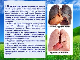 Органы дыхания – принимают на себя
самый первый удар от табачных ядов. Табачный
дым раздражает слизистую оболочку гортани,
трахеи, бронхов и легочной ткани. Развивается
хроническое воспаление дыхательных путей. При
курении в кровь поступает большое количество
угарного газа, наступает «удушье» — недостаток
кислорода.
За один год через легкие курильщика проходит
около 800 г табачного дегтя. Поэтому легкие
курильщика становятся более темными, чем
легкие не курившего человека.
Ученые доказали что у курящих людей функции
легких становятся менее полноценными,
значительно снижается сопротивляемость легких к
инфекционным заболеваниям.
У курящих людей туберкулез встречается вдвое
чаще, чем у не курящих.
Курение одна из первых причин заболевания
раком легкого. Статистика вещь упрямая, а она
говорит, что у курящих людей вероятность
заболеть раком легкого в 10 раз выше, чем у не
курящих.
 