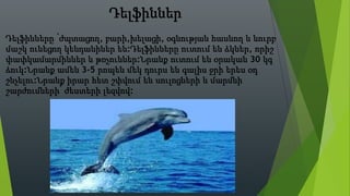 Դելֆիններ
Դելֆինները ՝ժպտացող, բարի,խելացի, օգնության հասնող և նուրբ
մաշկ ունեցող կենդանիներ են:Դելֆինները ուտում են ձկներ, որիշ
փափկամարմիններ և թռչուններ:Նրանք ուտում են օրական 30 կգ
ձուկ:Նրանք ամեն 3-5 րոպեն մեկ դուրս են գալիս ջրի երես օդ
շնչելու:Նրանք իրար հետ շփվում են սուլոցների և մարմնի
շարժումների՝ ժեստերի լեզվով:
 