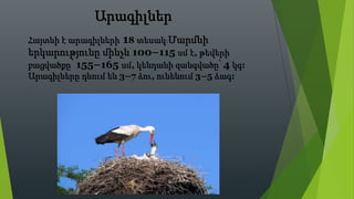 Արագիլներ
Հայտնի է արագիլների 18 տեսակ:Մարմնի
երկարությունը մինչև 100–115 սմ է, թեվերի
բացվածքը՝ 155–165 սմ, կենդանի զանգվածը՝ 4 կգ:
Արագիլները դնում են 3–7 ձու, ունենում 3–5 ձագ:
 
