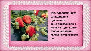 Ето, тук листенцата
са паднали и
цветчетата
са се превърнали в
малки ягоди, които
стават червени и
големи с узряването
си.
 