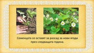 Семенцата се оставят за разсад за нови ягоди
през следващата година.
 