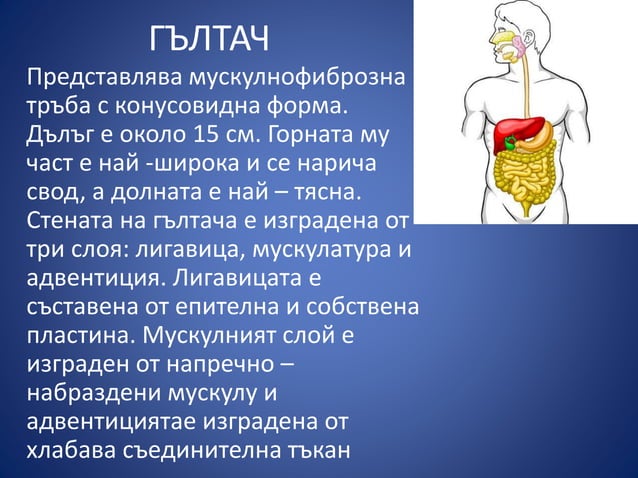 Храносмилателна система