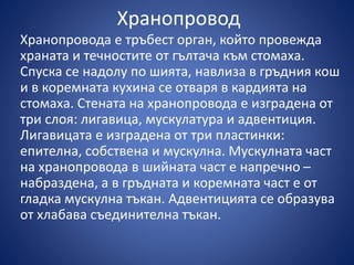 Храносмилателна система | PPT