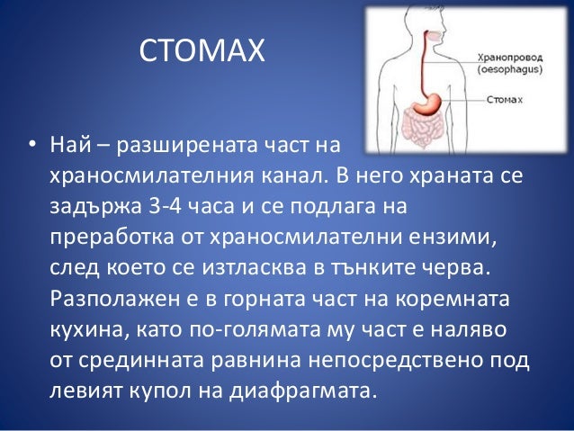 Храносмилателна система