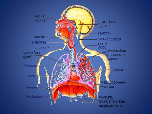 Храносмилателна система