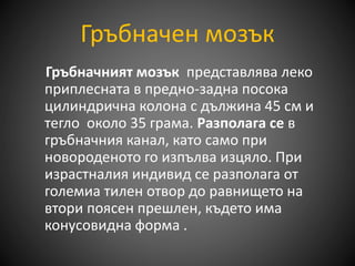 Гръбначен мозък
Гръбначният мозък представлява леко
приплесната в предно-задна посока
цилиндрична колона с дължина 45 см и
тегло около 35 грама. Разполага се в
гръбначния канал, като само при
новороденото го изпълва изцяло. При
израстналия индивид се разполага от
големиа тилен отвор до равнището на
втори поясен прешлен, където има
конусовидна форма .
 