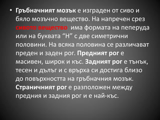 • Гръбначният мозък е изграден от сиво и
бяло мозъчно вещество. На напречен срез
сивото вещество има формата на пеперуда
или на буквата “Н” с две симетрични
половини. На всяка половина се различават
преден и заден рог. Предният рог е
масивен, широк и къс. Задният рог е тънък,
тесен и дълъг и с врърха си достига близо
до повърхността на гръбначния мозък.
Страничният рог е разположен между
предния и задния рог и е най-къс.
 
