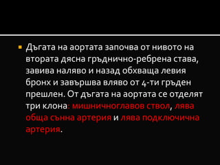 Артерии на големия кръг на кръвообръщението | PPT