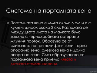 Вени на големия кръг на кръвообръщението | PPT