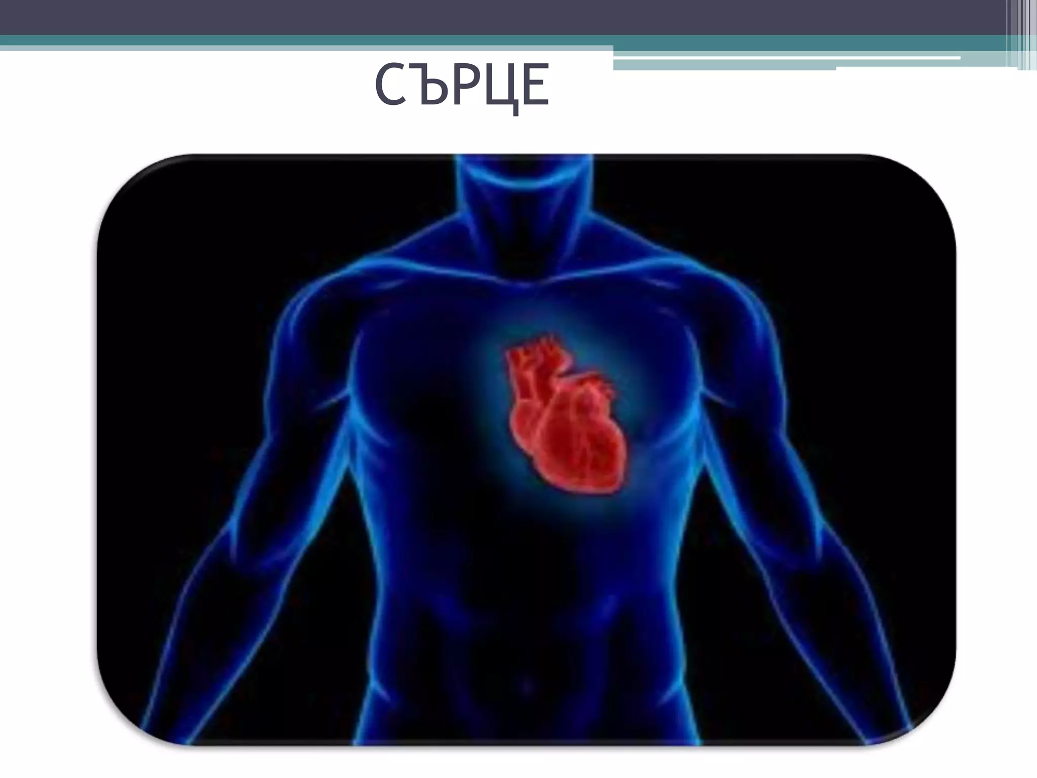 Сърдечно съдова система