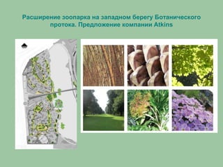 Расширение зоопарка на западном берегу Ботанического
протока. Предложение компании Atkins
 