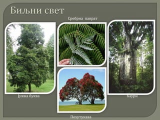 Јужна буква Каури
Похутукава
Сребрна папрат
 