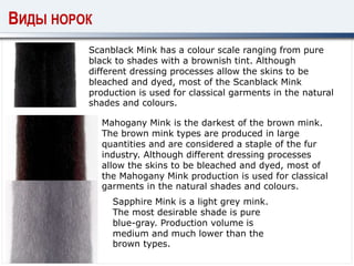 Scanblack Mink has a colour scale ranging from pure
black to shades with a brownish tint. Although
different dressing processes allow the skins to be
bleached and dyed, most of the Scanblack Mink
production is used for classical garments in the natural
shades and colours.
Mahogany Mink is the darkest of the brown mink.
The brown mink types are produced in large
quantities and are considered a staple of the fur
industry. Although different dressing processes
allow the skins to be bleached and dyed, most of
the Mahogany Mink production is used for classical
garments in the natural shades and colours.
Sapphire Mink is a light grey mink.
The most desirable shade is pure
blue-gray. Production volume is
medium and much lower than the
brown types.
ВИДЫ НОРОК
 