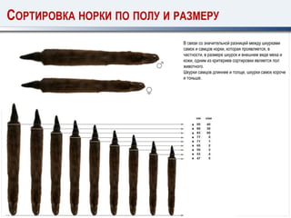 В связи со значительной разницей между шкурками
самок и самцов норки, которая проявляется, в
частности, в размере шкурок и внешнем виде меха и
кожи, одним из критериев сортировки является пол
животного.
Шкурки самцов длиннее и толще, шкурки самок короче
и тоньше.
СОРТИРОВКА НОРКИ ПО ПОЛУ И РАЗМЕРУ
 