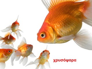 χρυσόψαρα
 