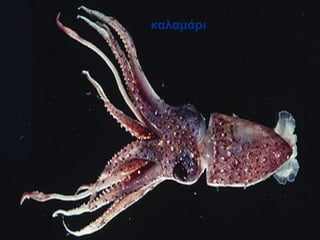 καλαμάρι
 