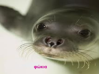 φώκια
 
