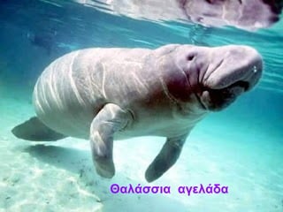 Θαλάσσια αγελάδα
 