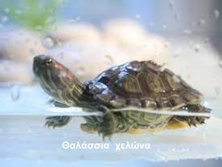 Θαλάσσια χελώνα
 