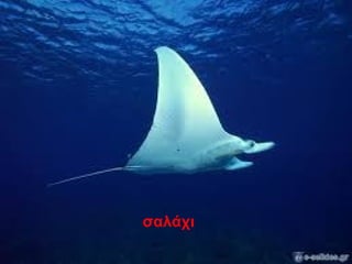 σαλάχι
 
