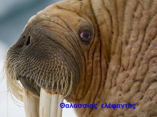 Θαλάσσιος ελέφαντας
 