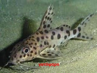 γατόψαρο
 
