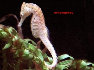 ιπποκαμπος
 