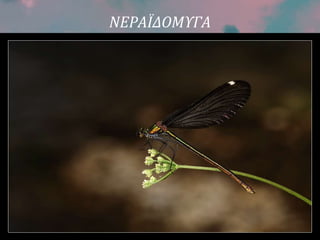 ΝΕΡΑΪΔΟΜΥΓΑ
 