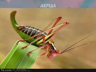 ΑΚΡΙΔΑ
 