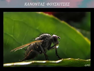 ΚΑΝΟΝΤΑΣ ΦΟΥΣΚΙΤΣΕΣ
 