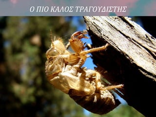 Ο ΠΙΟ ΚΑΛΟΣ ΤΡΑΓΟΥΔΙΣΤΗΣ
 