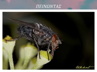 ΠΕΙΝΩΝΤΑΣ
 