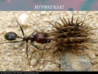 ΜΥΡΜΗΓΚΑΚΙ
 