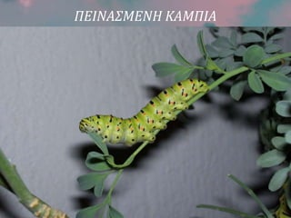 ΠΕΙΝΑΣΜΕΝΗ ΚΑΜΠΙΑ
 