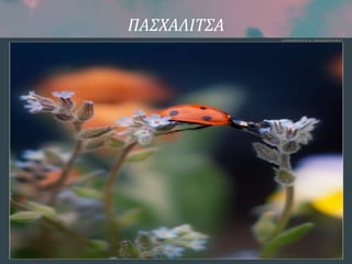 ΠΑΣΧΑΛΙΤΣΑ
 