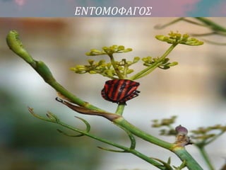 ΕΝΤΟΜΟΦΑΓΟΣ
 