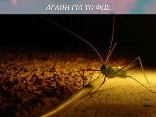 ΑΓΑΠΗ ΓΙΑ ΤΟ ΦΩΣ
 