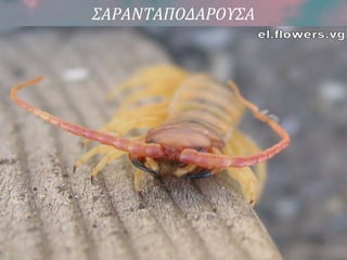 ΣΑΡΑΝΤΑΠΟΔΑΡΟΥΣΑ
 