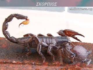 ΣΚΟΡΠΙΟΣ
 