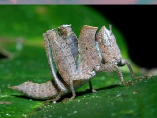 ΕΝΤΟΜΑ ΦΤΕΡΟΚΟΠΟΥΝ...