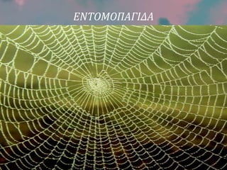 ΕΝΤΟΜΟΠΑΓΙΔΑ
 