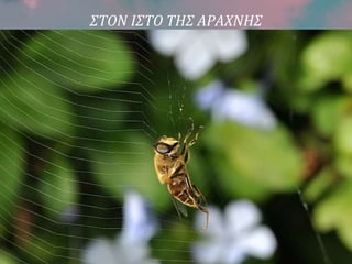 ΣΤΟΝ ΙΣΤΟ ΤΗΣ ΑΡΑΧΝΗΣ
 